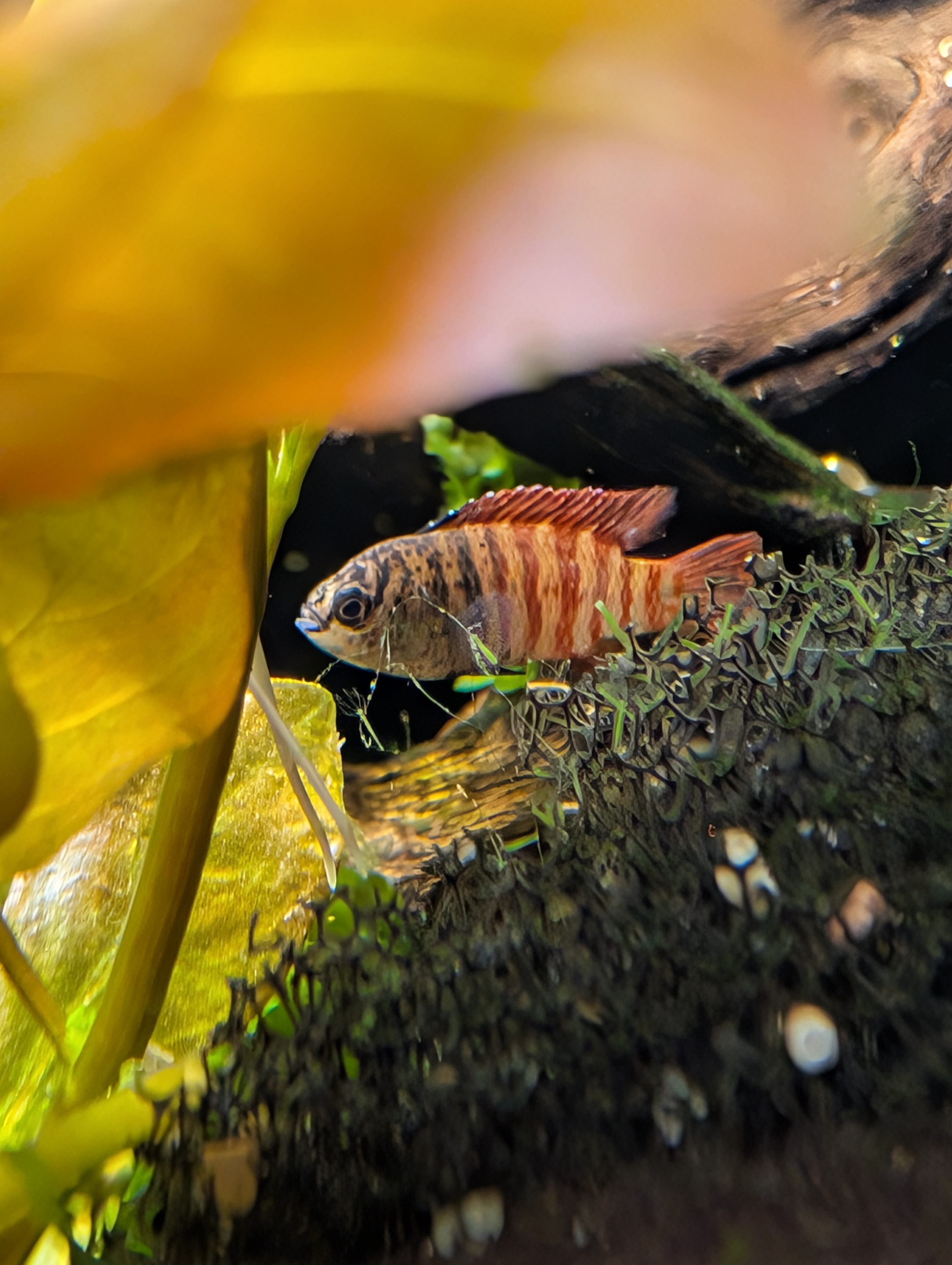 Close-up of a small badis swimming near dark driftwood and green aquatic plants.