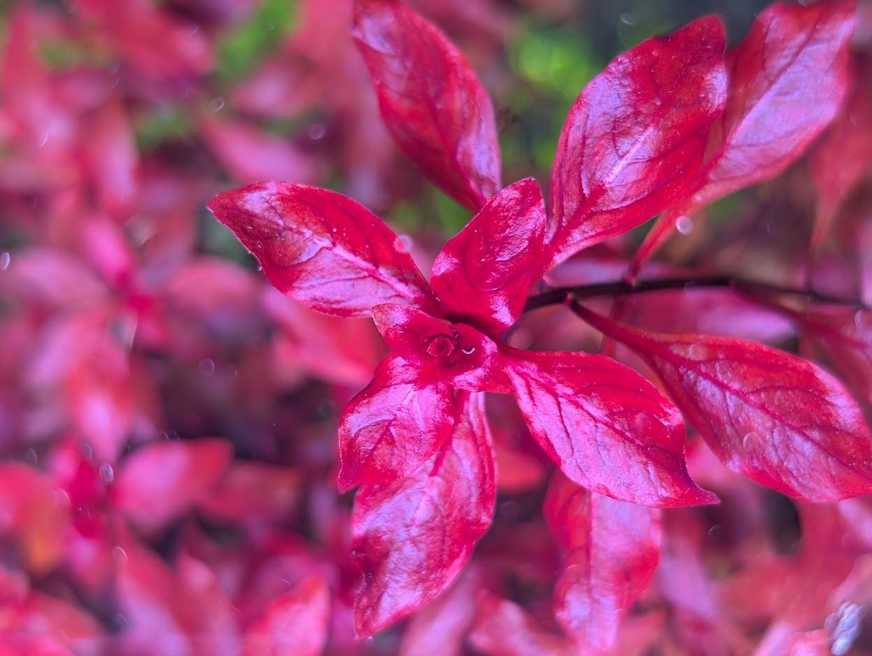 Macro shot of a submerged aquatic plant showing off vibrant, deep red and magenta leaves.