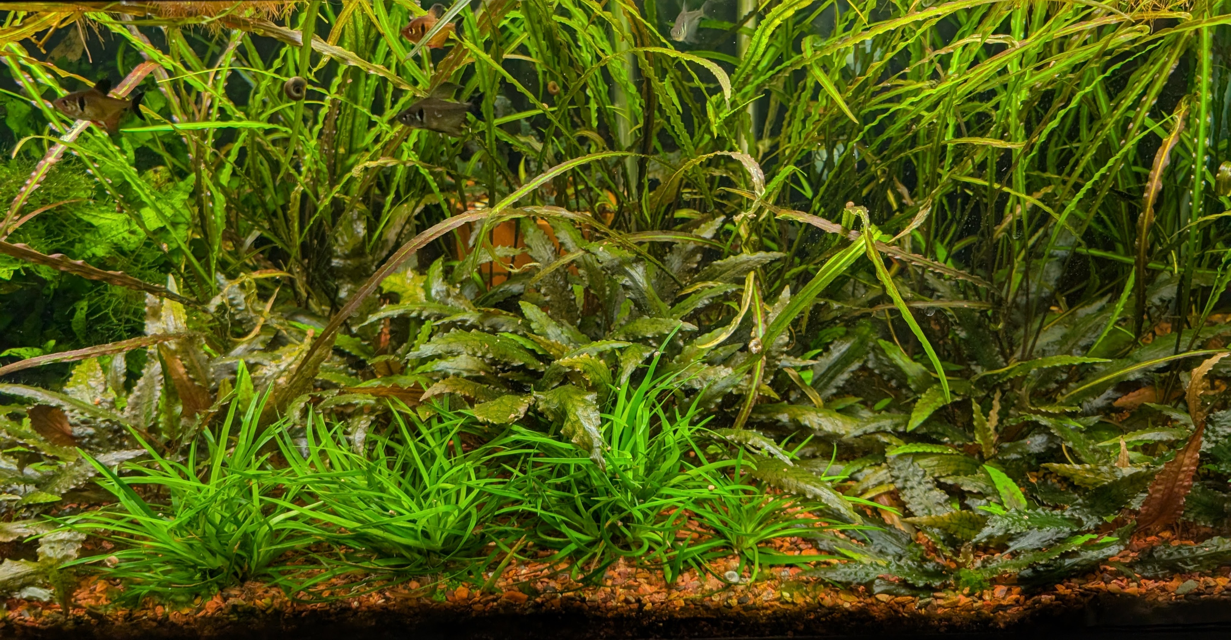 A densely planted freshwater aquarium featuring a variety of green aquatic plants, including tall wavy leaves in the background and shorter grassy plants in the foreground over a gravel substrate.