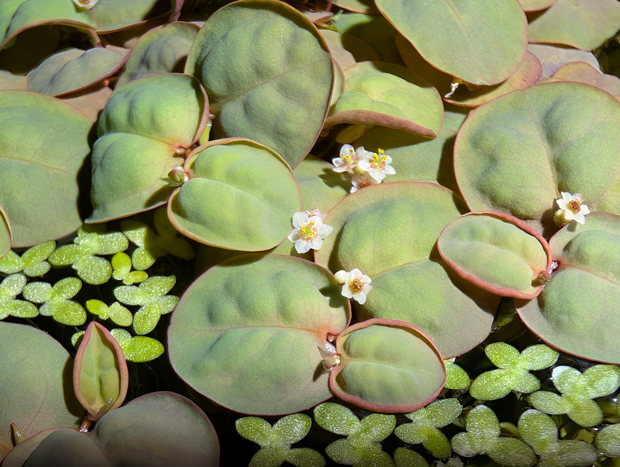 Close-up of floating aquatic plants with round, green and red-edged leaves, blooming with several tiny white and yellow flowers.